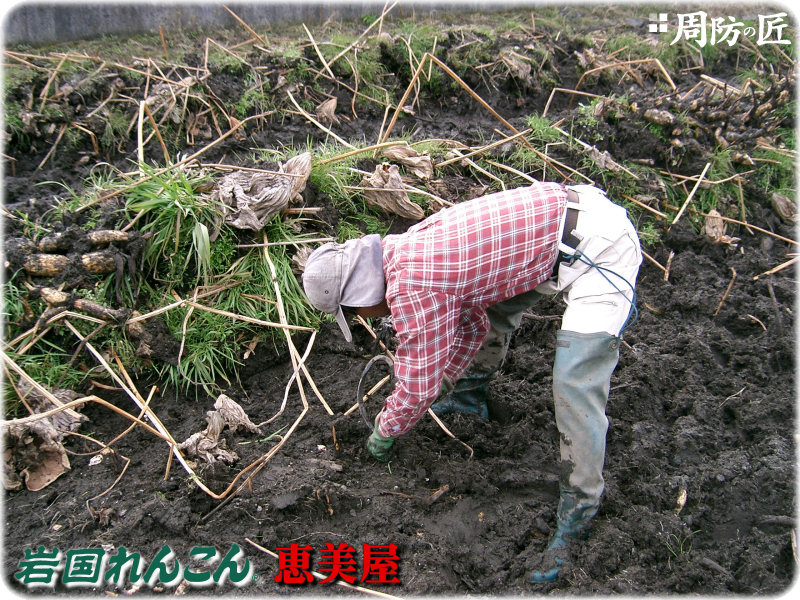 生粋岩国れんこん 山口県岩国市尾津町 恵美屋：周防の匠